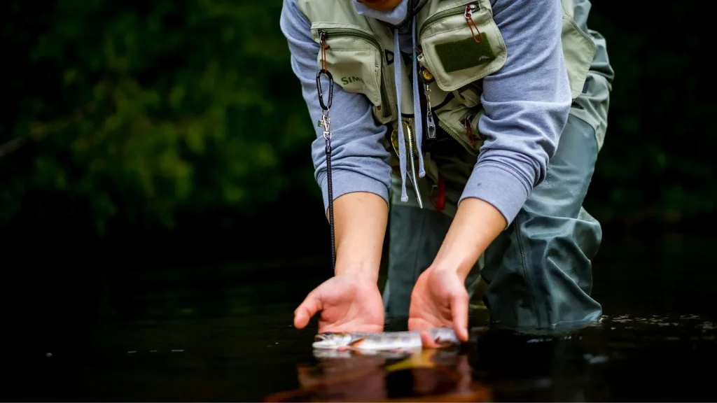 A person holding a fish about to release it back into the water as they crouch in waders, a vest.