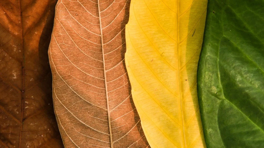 Four different leaves lay atop one another, representing the changing seasons. The leaves range from bright orange, dull orange, yellow, and green.