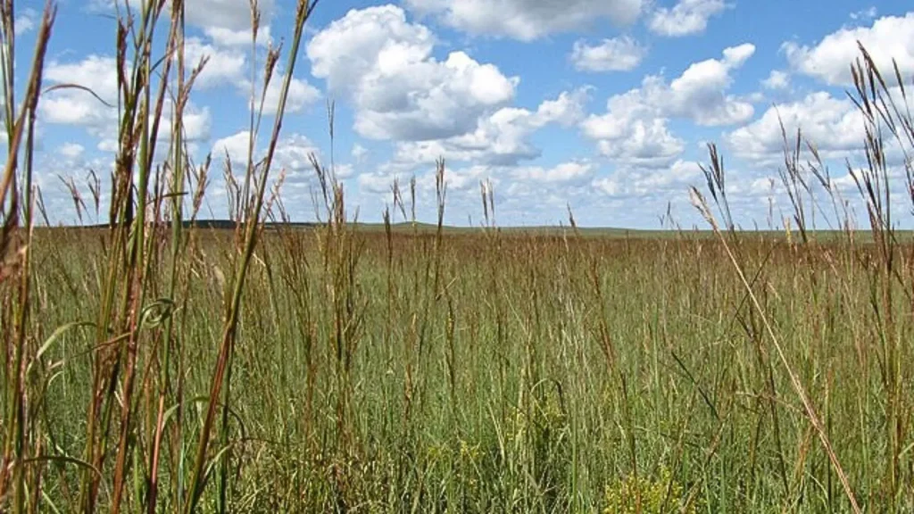 A photo of the Tallgrass Prairie National Preserve, a field of tall grass with bright blue sky dotted with fluffy clouds.